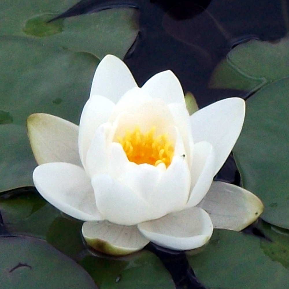 Albatross white water lily has pure white, stellate (star shaped) flowers w...