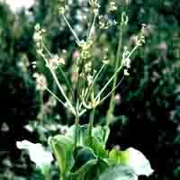 American Water Plantain (Alisma parviflora)