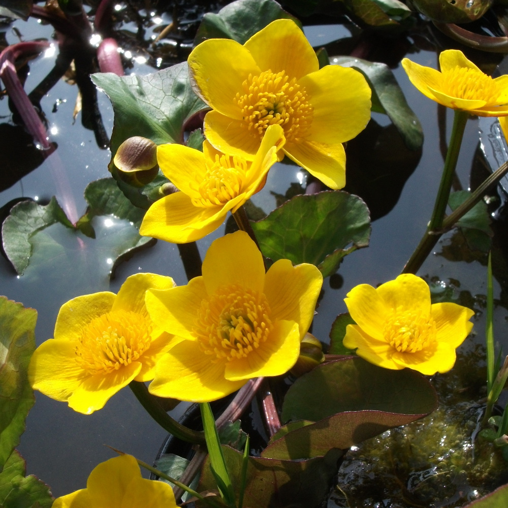 Giant Marsh Marigold (Caltha Polypetela) Marginal plants Wetland Plants