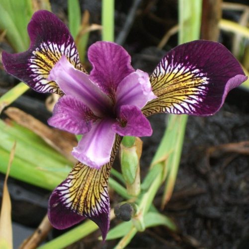 Iris Versicolor Kermesina