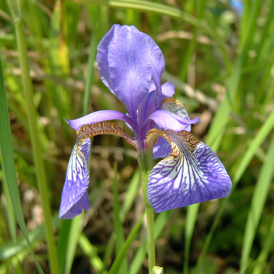 Ирис сибирский пейнтед вумен. Ирида древняя греция. Айрис богиня. Ирида богиня радуги в древней греции. Древнегреческая богиня ирида.