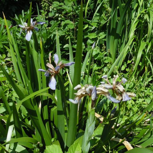 Gladwyn iris
