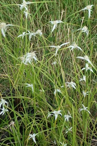 White Star grass
