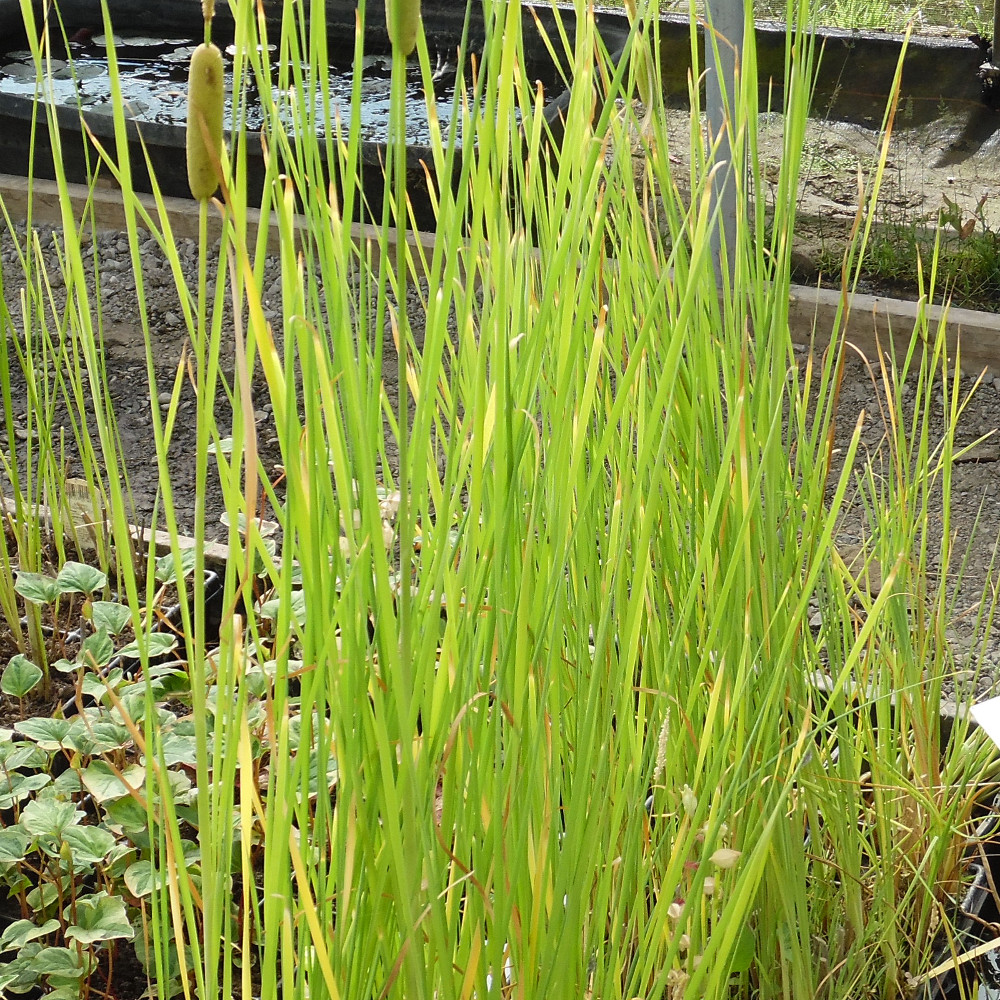 Cattail / reed mace (Typha gracilis) Marginal plants