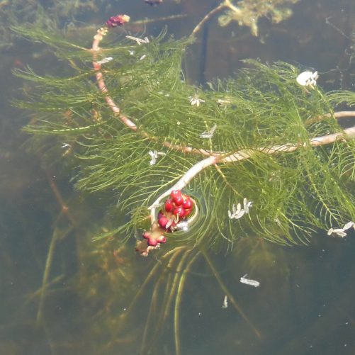 Spiked Water Milfoil