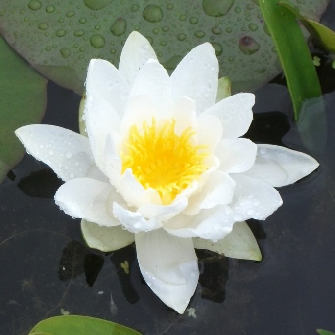 Arc-en-Ciel water lily