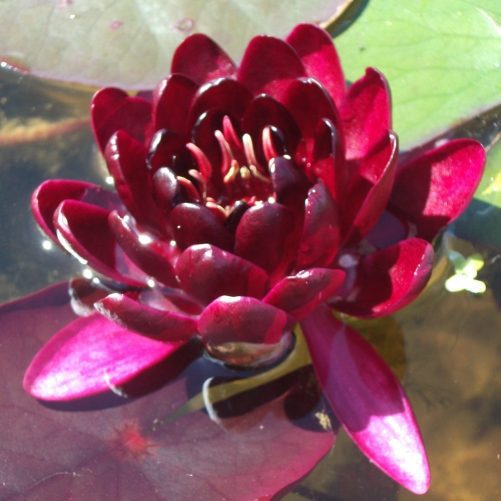Black Princess water lily