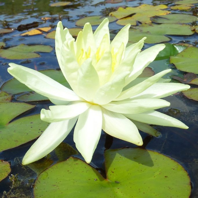 Sunrise water lily