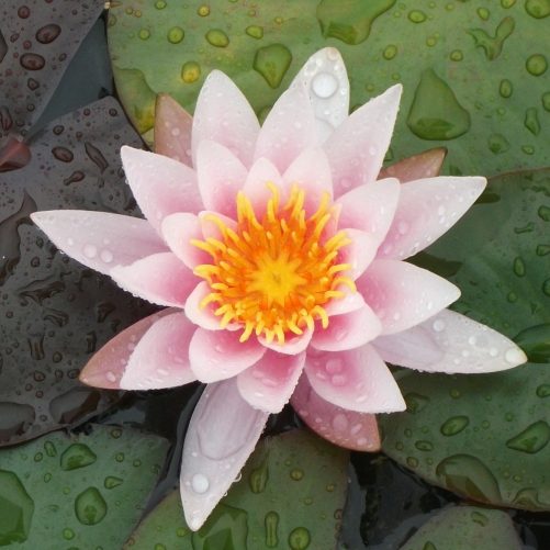 Rose Nymphe water lily