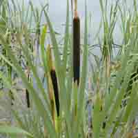 Great Reed Mace