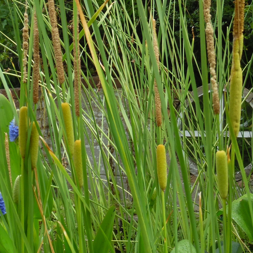Slender Reed Mace (Typha laxmannii) Marginal plants
