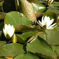 Alba water lily