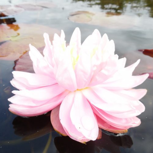 Gloire de Temple-sur-Lot water lily