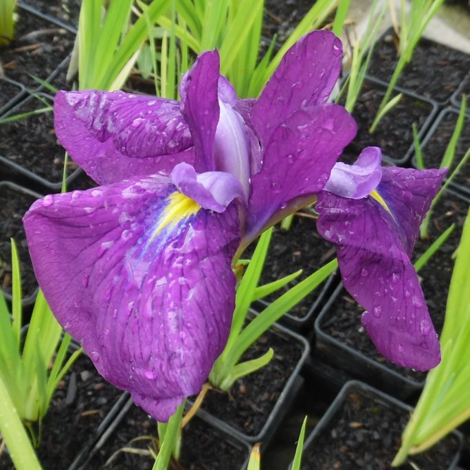 Japanese Clematis Iris