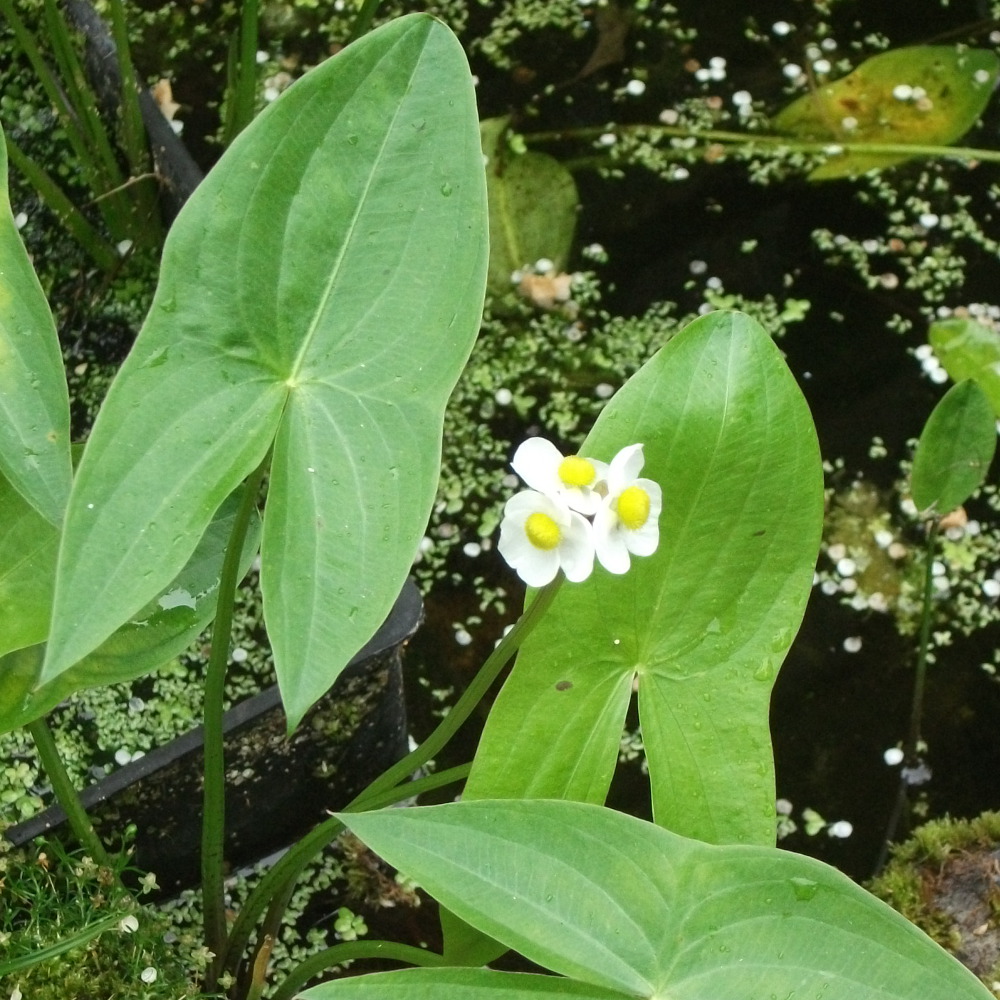 Duck Potato (Sagittaria latifolia) Marginal plants Duck Potato (Sagittaria latifolia) Marginal plants
