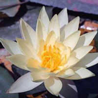 Odorata Sulphurea water lily (N. 'Odorata Sulphurea')