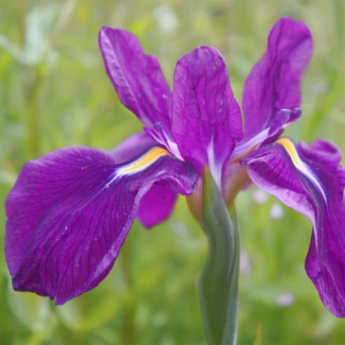 Purple Glory, Iris Ensata