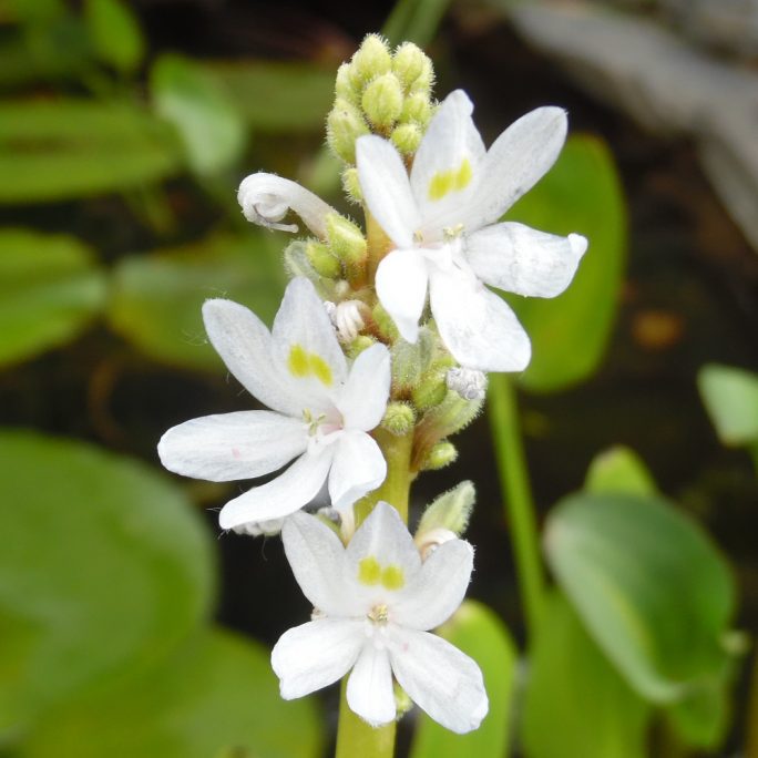 White Pickerel plant
