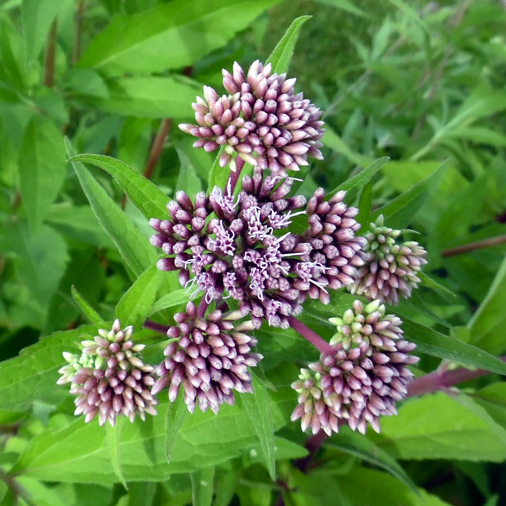 Hemp Agrimony, Eupatorium Cannabinum, Moisture Loving