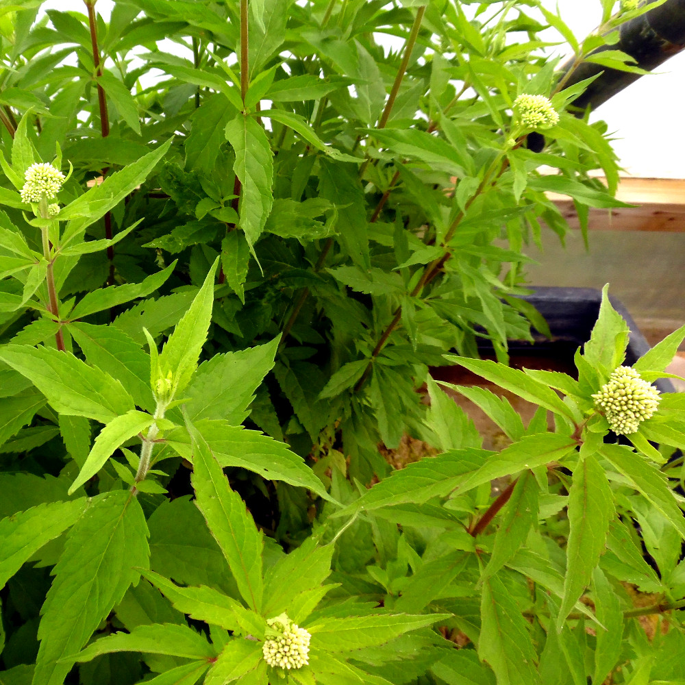 Hemp Agrimony, Eupatorium Cannabinum, Moisture Loving