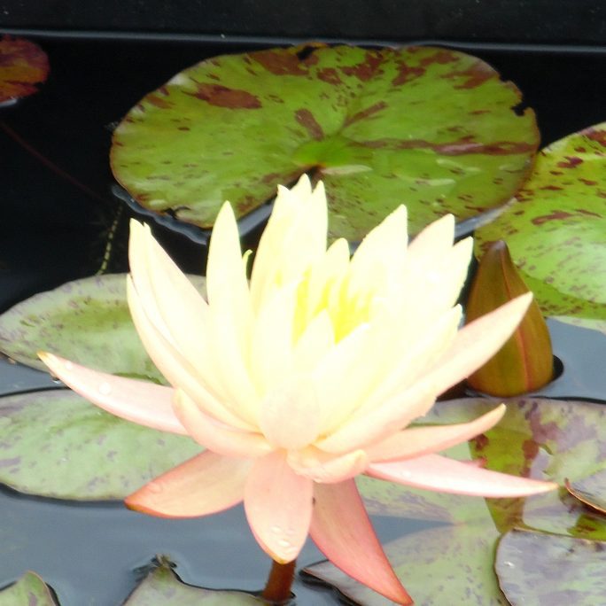 Connoisseur Water Lily Pack - Small Ponds