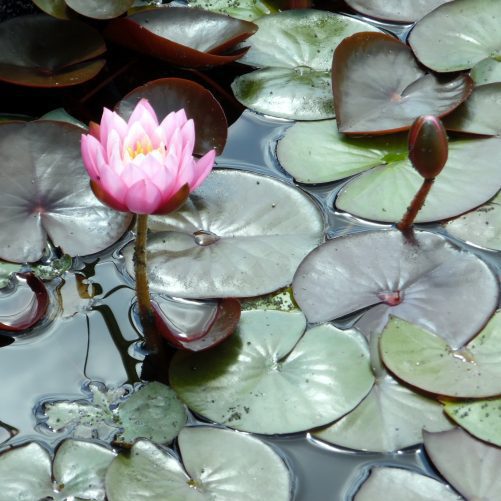 Formal Water Lily Collection - Medium
