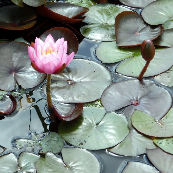 Formal Water Lily Collection - Small