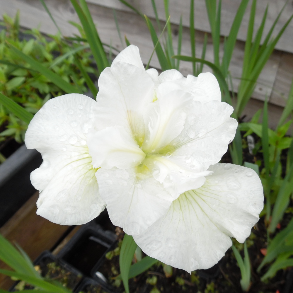 Iris Sibirica Snow Queen. Moisture loving plant. Wetland Plants