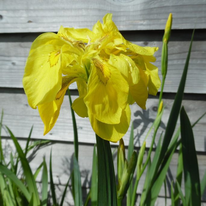 Double Yellow Flag Iris