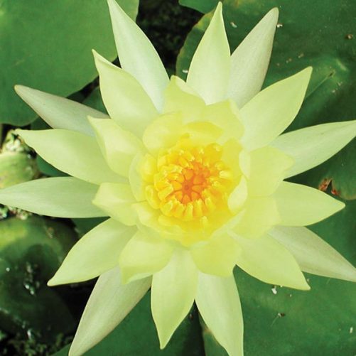 Mexicana water lily