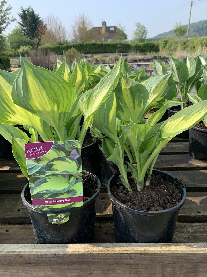 Hosta Morning Star. Moisture loving plant. Wetland Plants