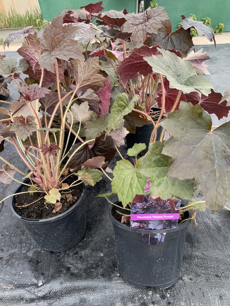Heuchera Palace Purple. Moisture loving plant. Wetland