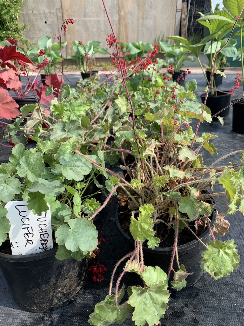 Heuchera Lucifer. Moisture loving plant. Wetland Plants