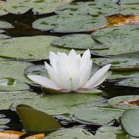 Collosea water lily