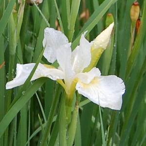 Iris Sibirica White