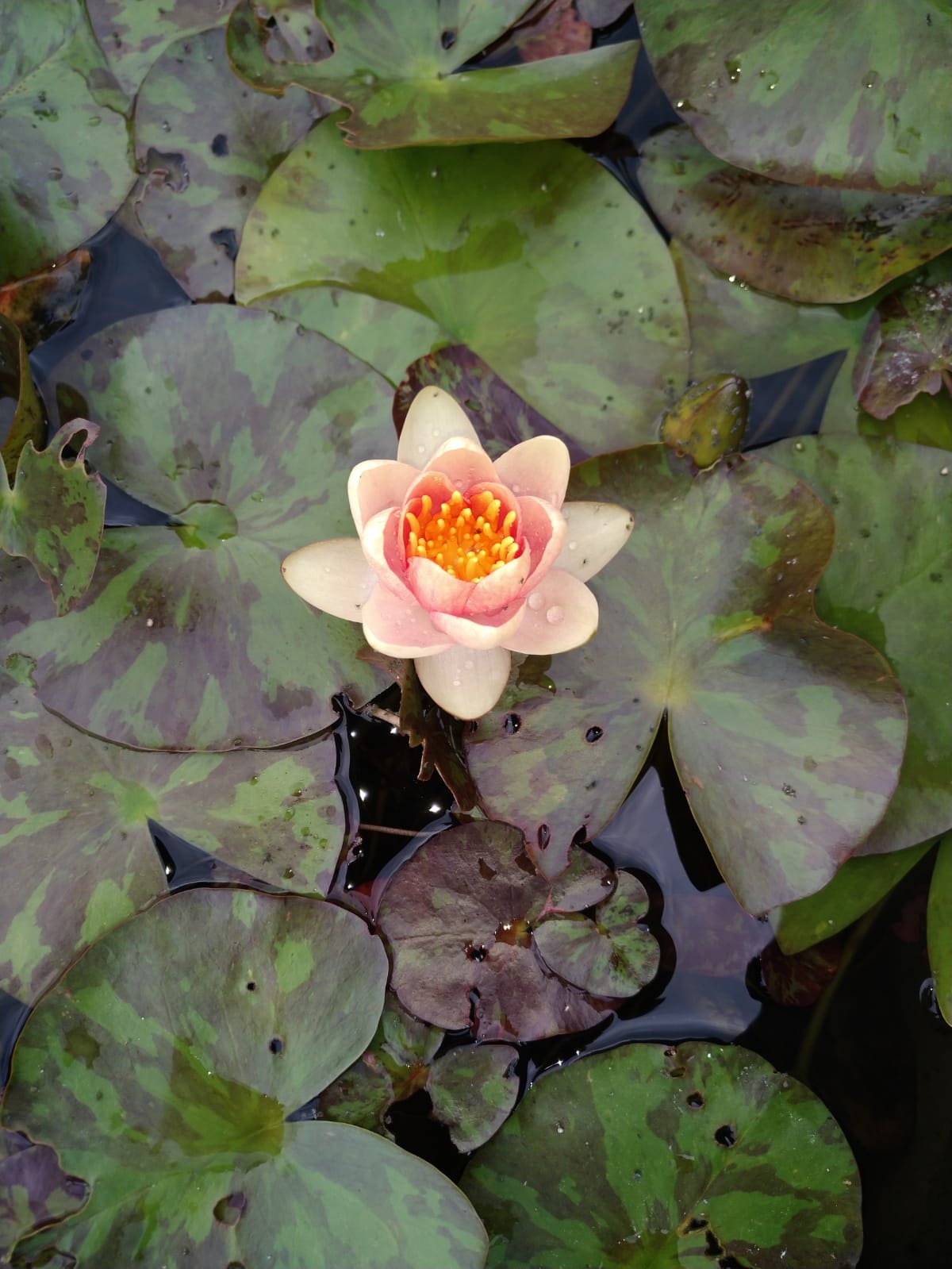 4 Miniature LOTUS WATER LILY Flower Leaves Root Dollhouse Pond Plant 
