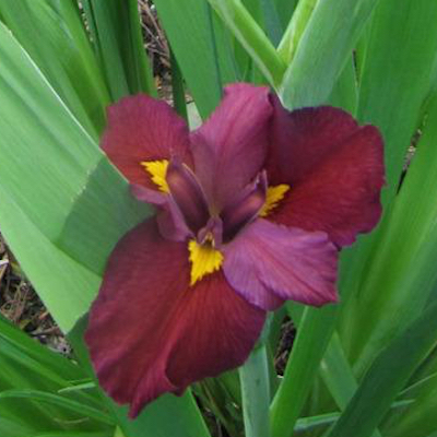 Iris Louisiana 'Ann Chowning'