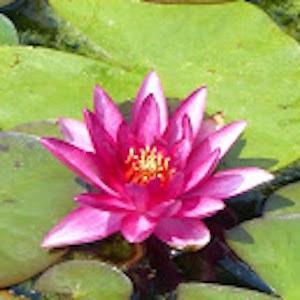 Red Water Lily 'Vesuve'